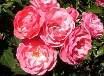 rose1.jpg (8092 Byte)