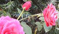 rose2.jpg (6775 Byte)