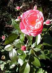 rose3.jpg (10049 Byte)